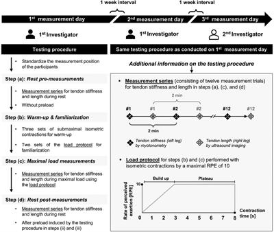 Myotonometry and extended field-of-view ultrasound imaging allow reliable quantification of patellar tendon stiffness and length at rest and during maximal load, whereas several restrictions exist for the Achilles tendon